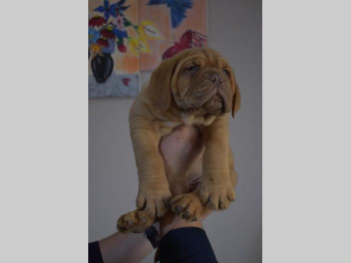 bordoške doge štenci na prodaju besplatni mali oglasi