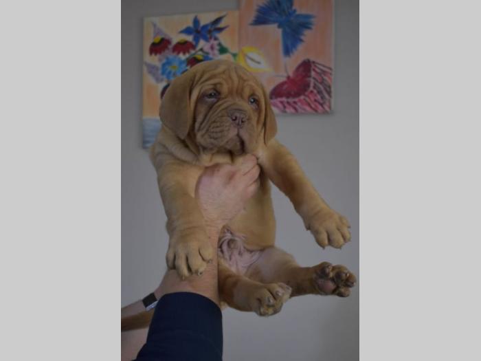 bordoške doge štenci na prodaju besplatni mali oglasi