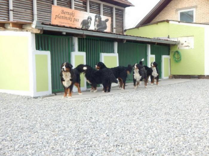 štenci bernskog planinskog psa besplatni mali oglasi