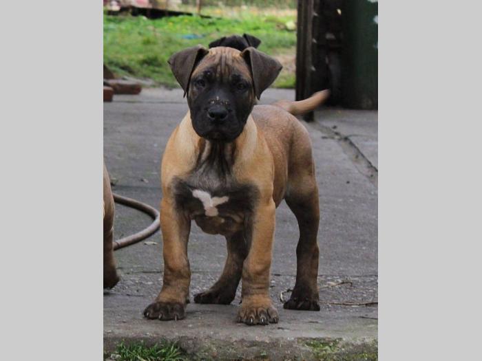 štenci presa canario šampionskog porekla besplatni mali oglasi