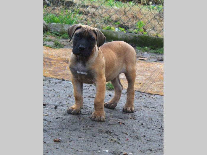 štenci presa canario šampionskog porekla besplatni mali oglasi