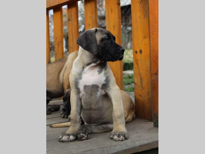 štenci presa canario šampionskog porekla besplatni mali oglasi