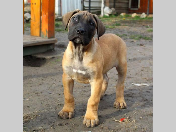 štenci presa canario šampionskog porekla besplatni mali oglasi