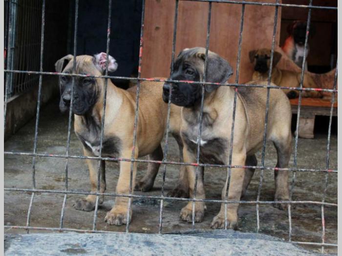 štenci presa canario šampionskog porekla besplatni mali oglasi