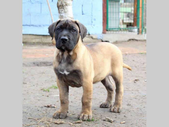 štenci presa canario šampionskog porekla besplatni mali oglasi