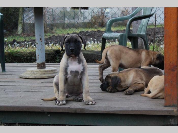 štenci presa canario šampionskog porekla besplatni mali oglasi