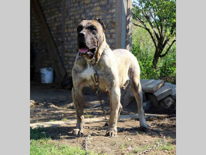 štenci presa canario šampionskog porekla besplatni mali oglasi