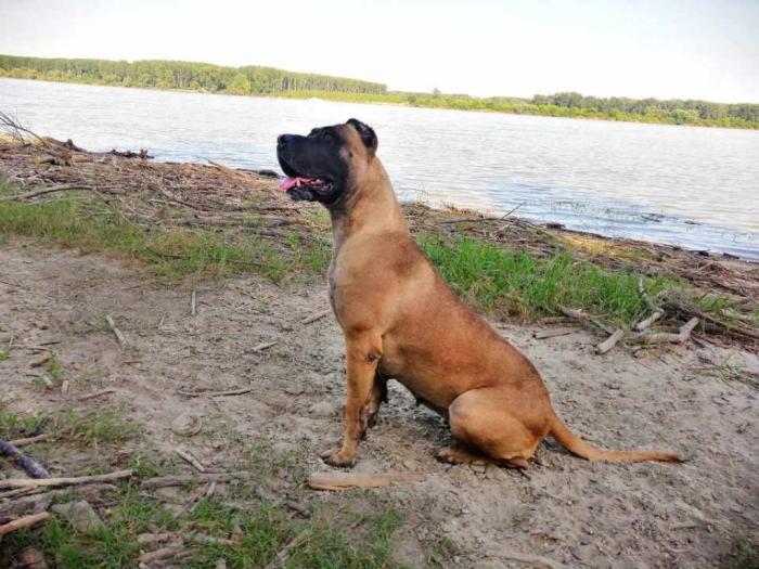 štenci presa canario šampionskog porekla besplatni mali oglasi