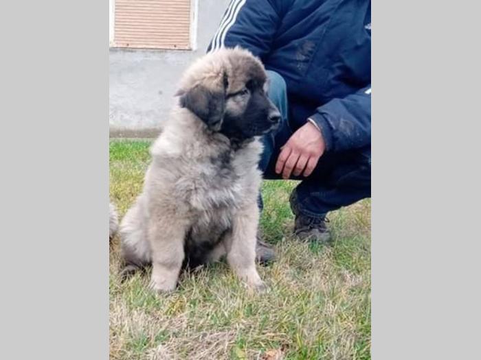 dve ženke kavkaskog ovčara besplatni mali oglasi