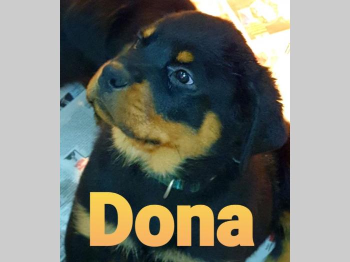 štenci rotvajlera na prodaju besplatni mali oglasi