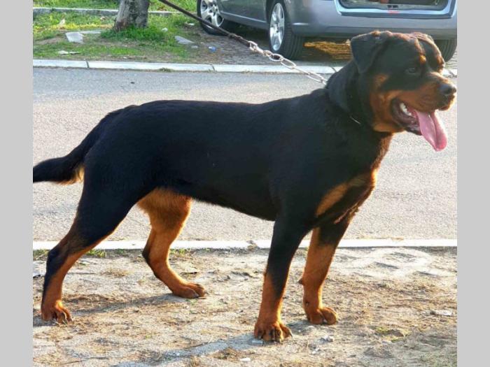 štenci rotvajlera na prodaju besplatni mali oglasi