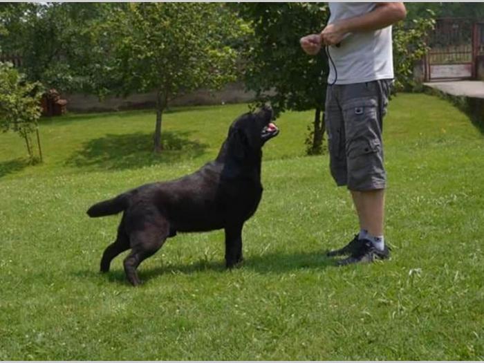 labrador fernando south lamanis mužjak star 3 godine besplatni mali oglasi