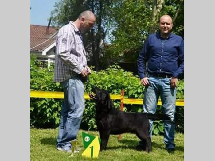 labrador fernando south lamanis mužjak star 3 godine besplatni mali oglasi