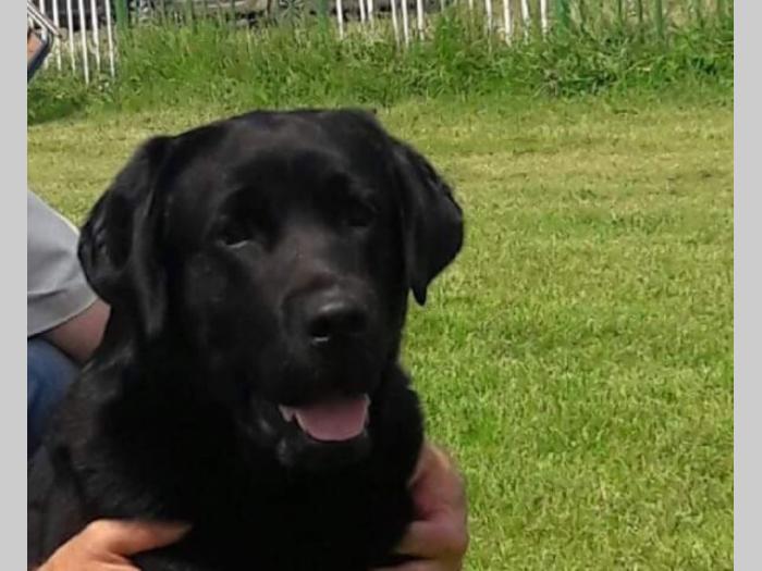 labrador fernando south lamanis mužjak star 3 godine besplatni mali oglasi