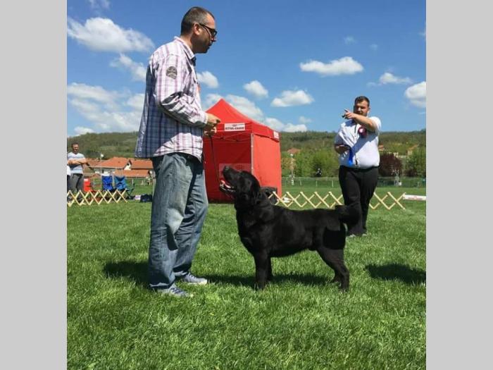 labrador fernando south lamanis mužjak star 3 godine besplatni mali oglasi