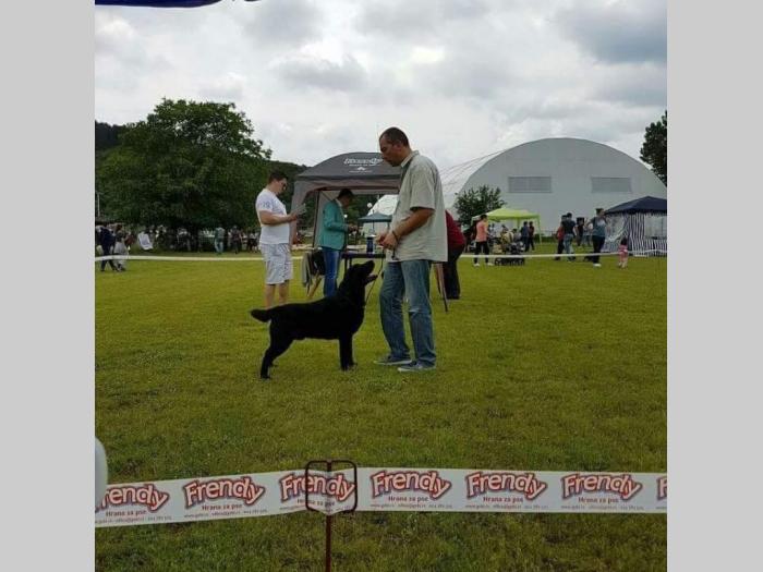 labrador fernando south lamanis mužjak star 3 godine besplatni mali oglasi