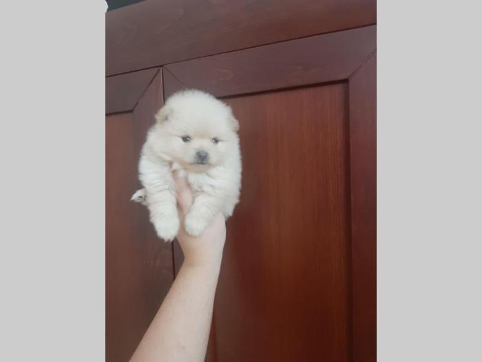 pomeranac boo štenci malog rasta besplatni mali oglasi
