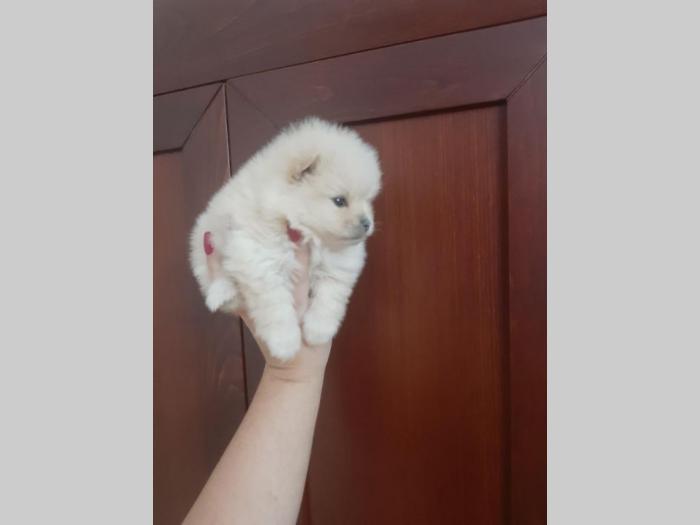 pomeranac boo štenci malog rasta besplatni mali oglasi