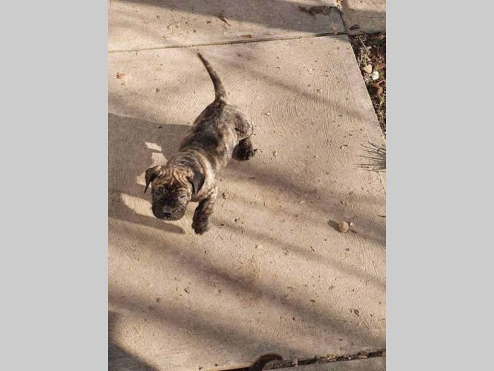 štenci prese canario besplatni mali oglasi