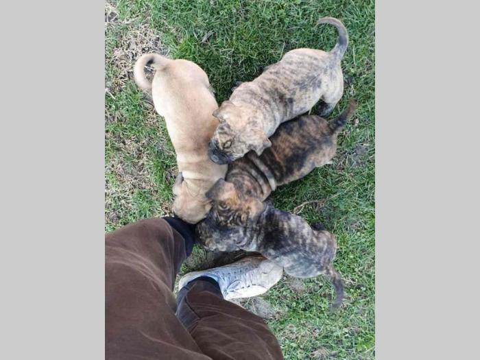 štenci prese canario besplatni mali oglasi