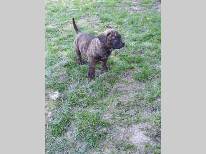 štenci prese canario besplatni mali oglasi