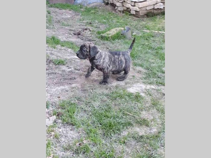štenci prese canario besplatni mali oglasi