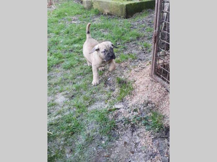 štenci prese canario besplatni mali oglasi