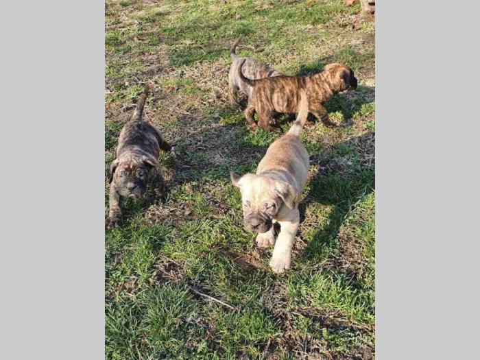 štenci prese canario besplatni mali oglasi