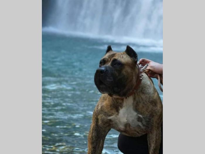 štenci prese canario besplatni mali oglasi