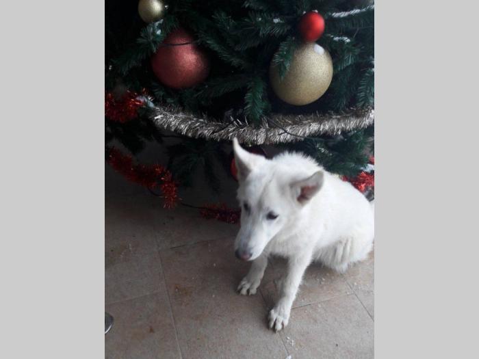beli švajcarski ovčar ženka stara 8 meseci besplatni mali oglasi