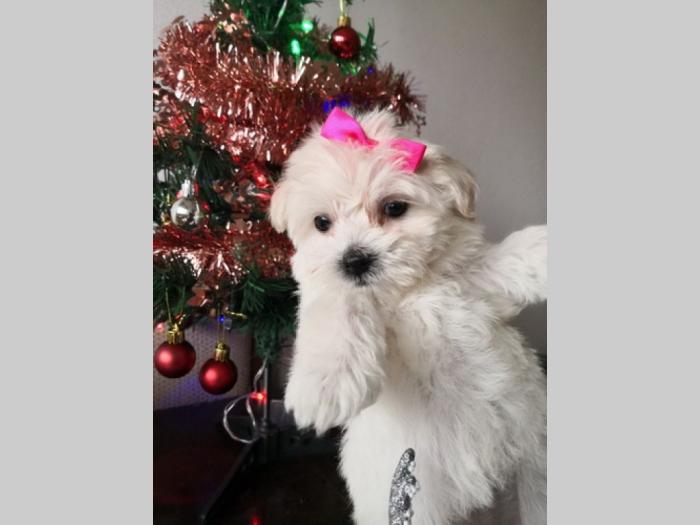 ženkica mini maltezera stara 7 nedelja, vakcinisana odnegovani u stanu besplatni mali oglasi