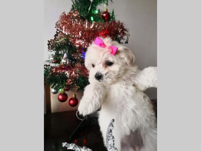 ženkica mini maltezera stara 7 nedelja, vakcinisana odnegovani u stanu besplatni mali oglasi