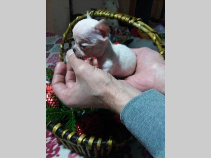 mini čivave princess chihuahua  besplatni mali oglasi