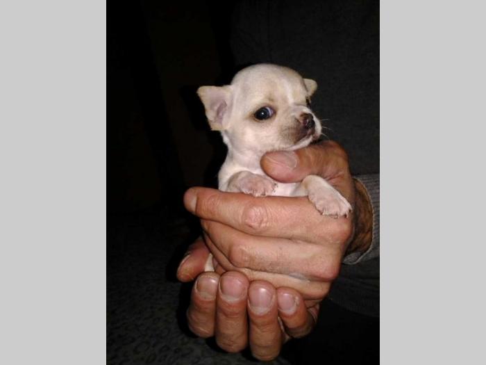 mini čivave princess chihuahua  besplatni mali oglasi