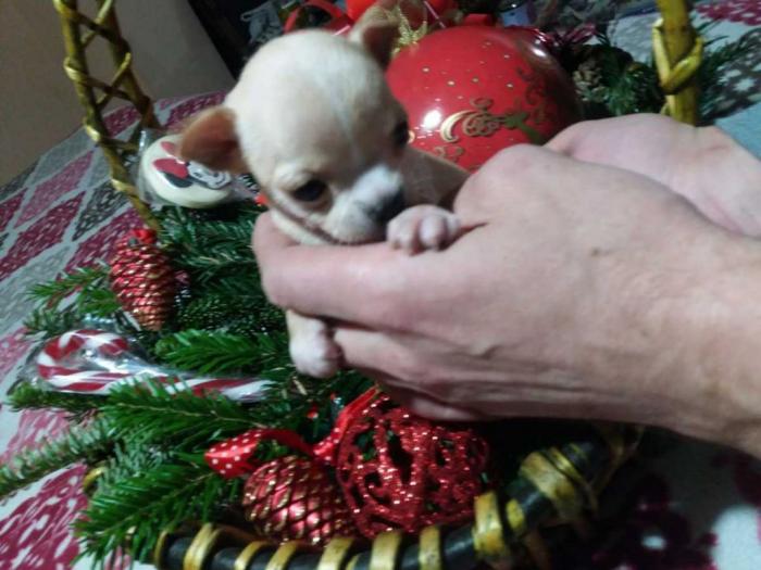 mini čivave princess chihuahua  besplatni mali oglasi