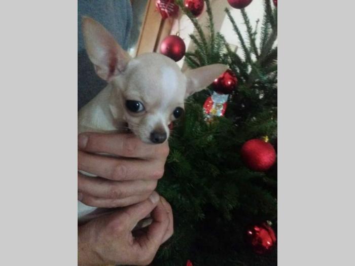 mini čivave princess chihuahua  besplatni mali oglasi