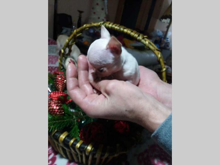 mini čivave princess chihuahua  besplatni mali oglasi