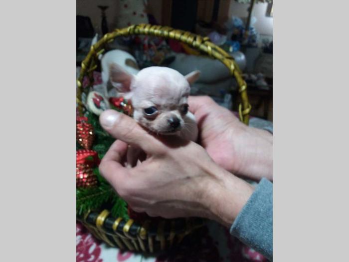 mini čivave princess chihuahua  besplatni mali oglasi