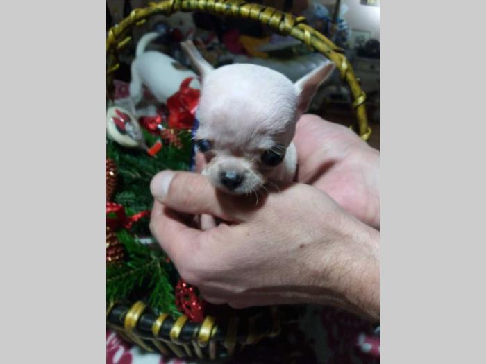 mini čivave princess chihuahua  besplatni mali oglasi