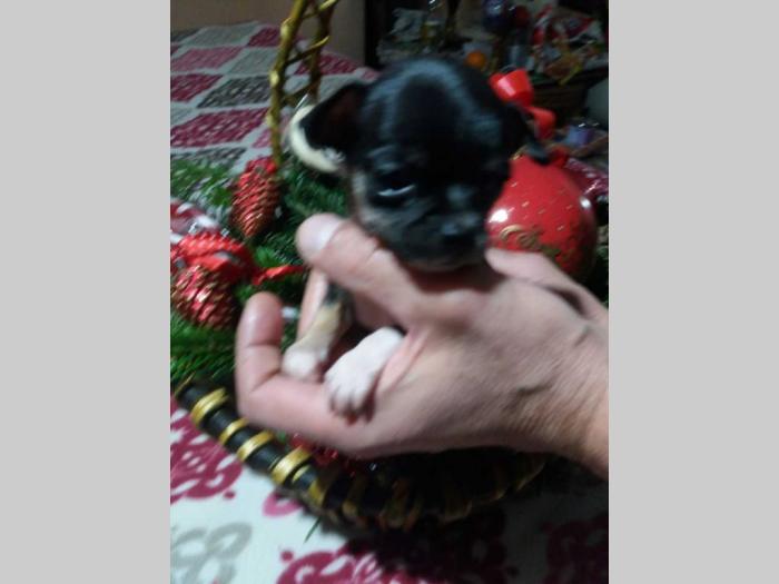 mini čivave princess chihuahua  besplatni mali oglasi