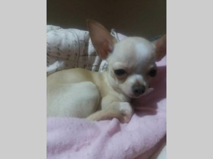 mini čivave princess chihuahua  besplatni mali oglasi