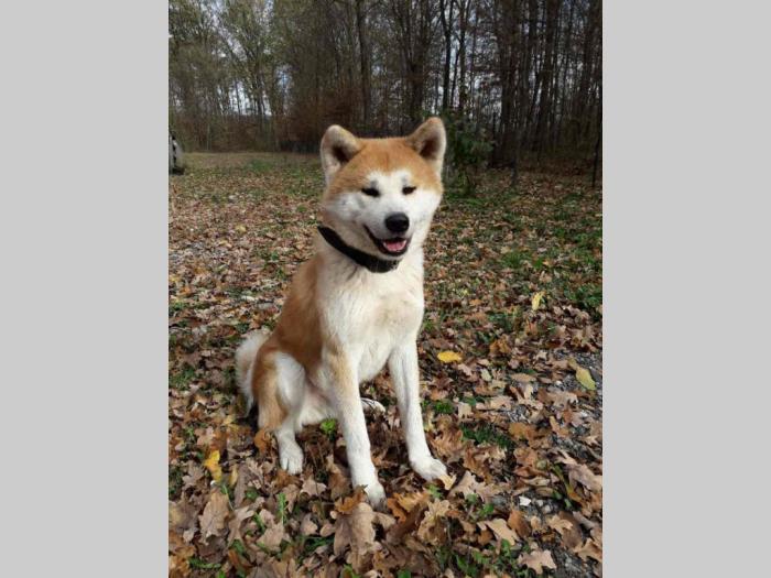 akita inu prelepi mužjak slobodan za parenje besplatni mali oglasi