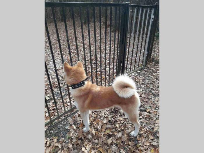 akita inu prelepi mužjak slobodan za parenje besplatni mali oglasi