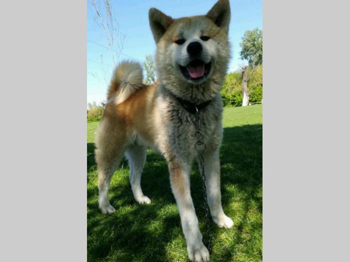 akita inu prelepi mužjak slobodan za parenje besplatni mali oglasi