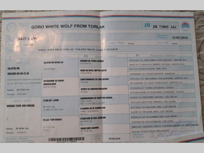 akita inu prelepi mužjak slobodan za parenje besplatni mali oglasi