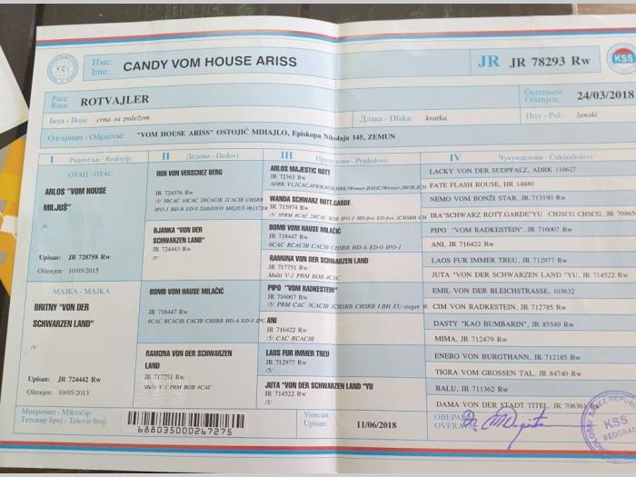 štenci rotvajlera na prodaju besplatni mali oglasi