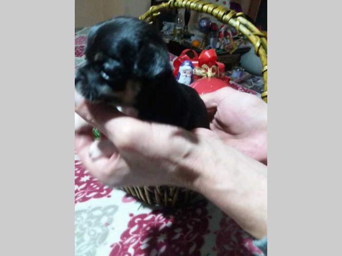 mini čivave besplatni mali oglasi