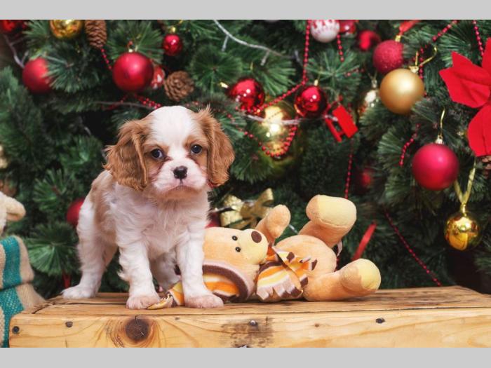španiel štenci cavalier king charles besplatni mali oglasi