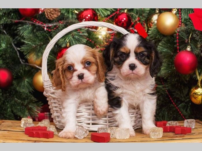 španiel štenci cavalier king charles besplatni mali oglasi
