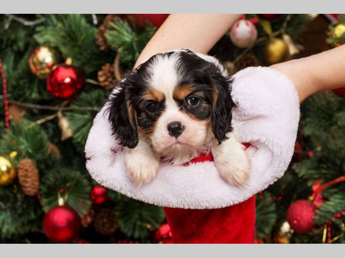 španiel štenci cavalier king charles besplatni mali oglasi